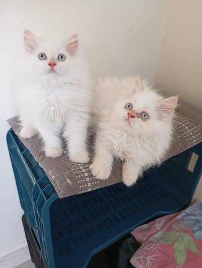 Persian kittens for sale
