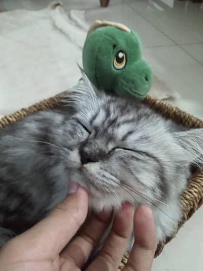 Persian cat is available for urgent sale