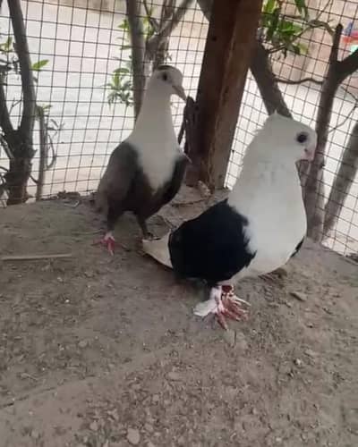 pair hy male sentient hy or female karblai hy