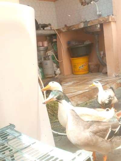 ducks for sell