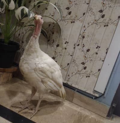 turkey