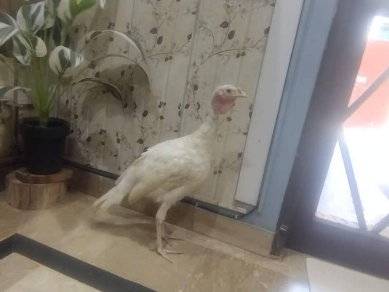 turkey 1