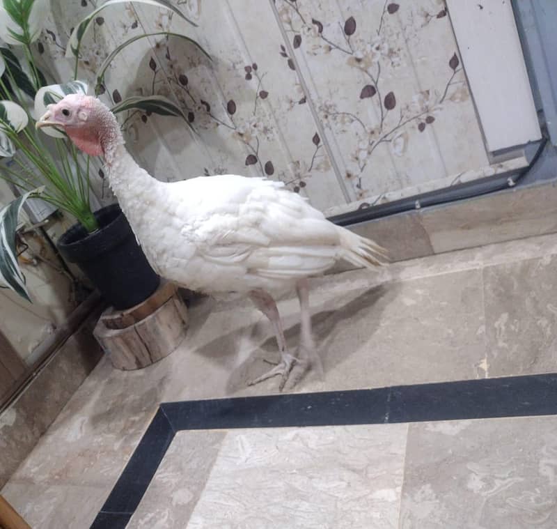 turkey 2
