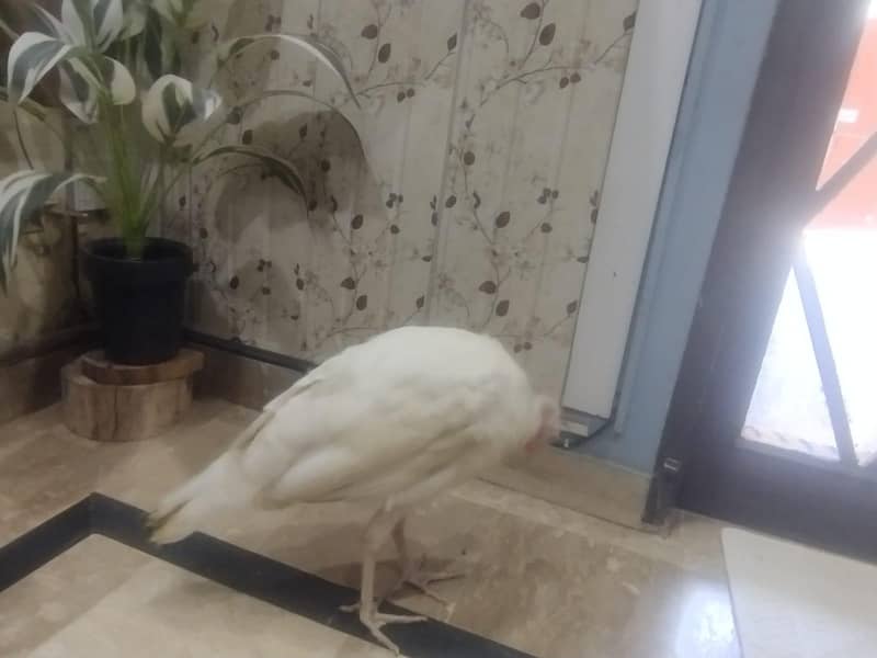 turkey 3