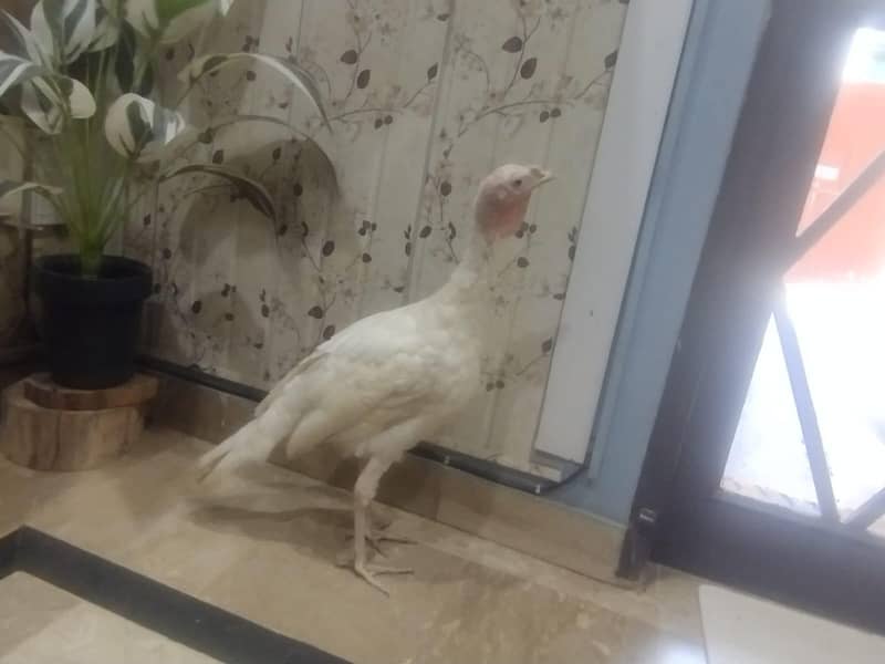 turkey 4