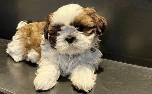 Shih Tzu | Shihtzu | Shitzu Pups | Puppies | Dog | puppy For sale