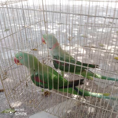 brdedar pair full toking urgent sale