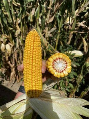 Best Silage full of quality, nutrition