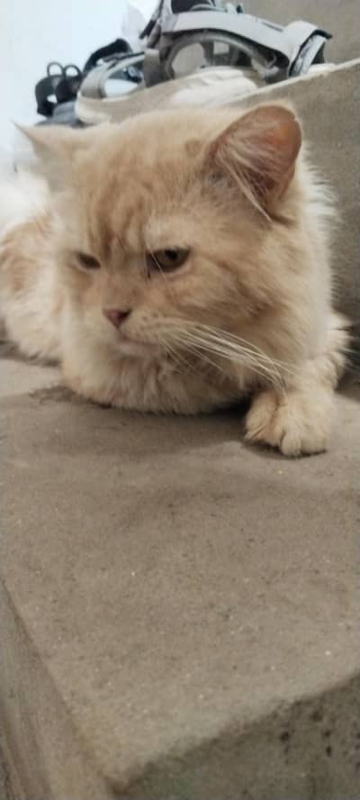 cat for sale