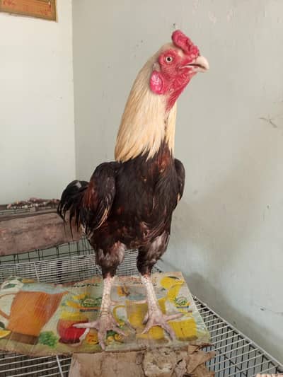 aseel murga for sale Humber03023477700