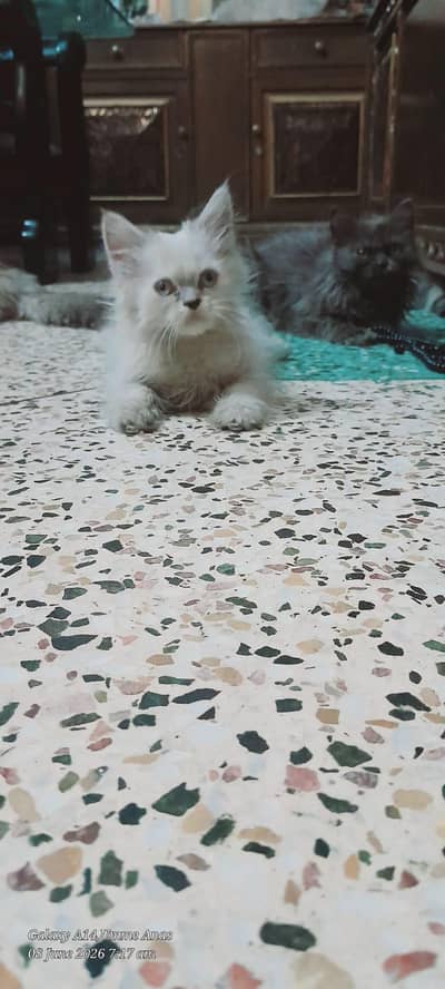 Kittens of different breeds for sale