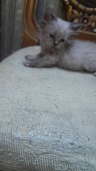 Kittens for Sale. |PERSIAN|RAGDOLL|
