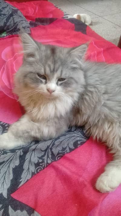 6 Months Persian Cat - Greyish Color, Healthy and Playful