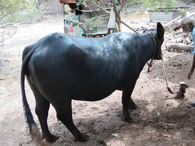 10 litre Milk, black colour, beautiful ,healthy,ears age,2nd genration