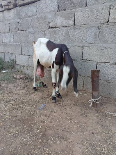 bakri  for sale
