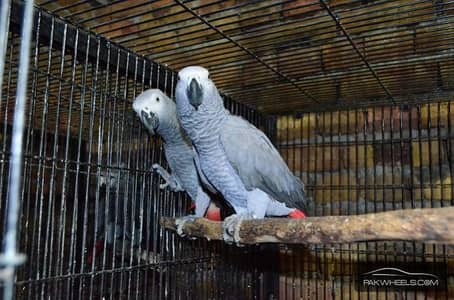 African gray parrot bareedar pair for sale