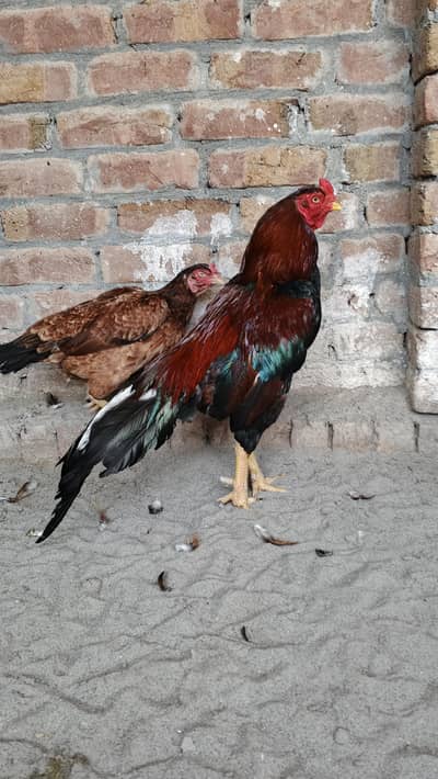 mianwali Aseel pair for sale hens for sale
