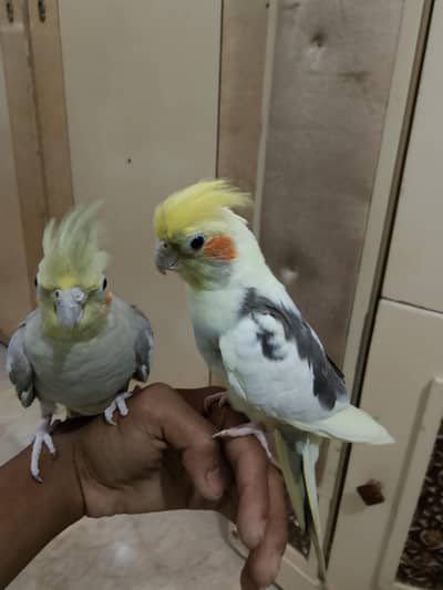 cock tail and other bird