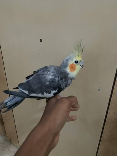 cock tail and other bird