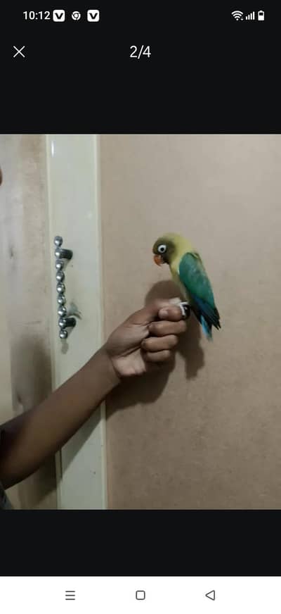 lovebird and aseel