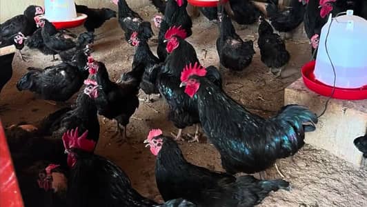 australorp | black australorp | eggs laying hen | australorp murgha