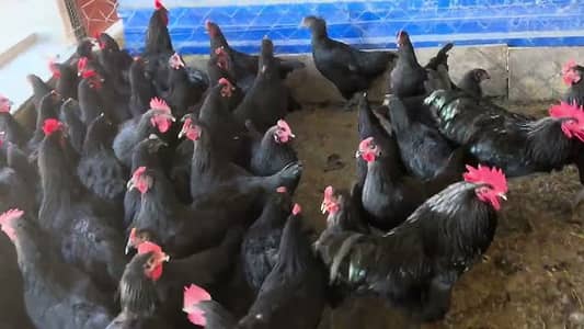 australorp | black australorp | eggs laying hen | Egyptian Fayoumi