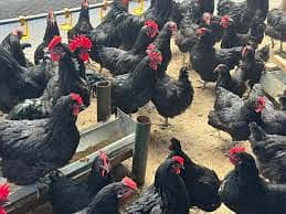 australorp | black australorp | eggs laying hen | Egyptian Fayoumi