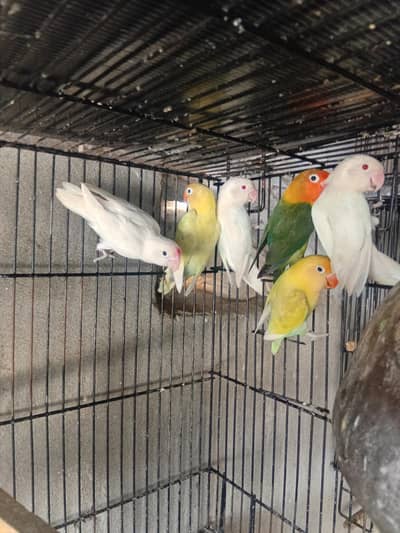 love birds bridar pair australian parrot paty. tota Toy
