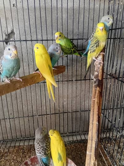 birds  pair australian parrot paty. tota Toy