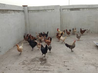 active and healthy hens eggs de Rahi hn