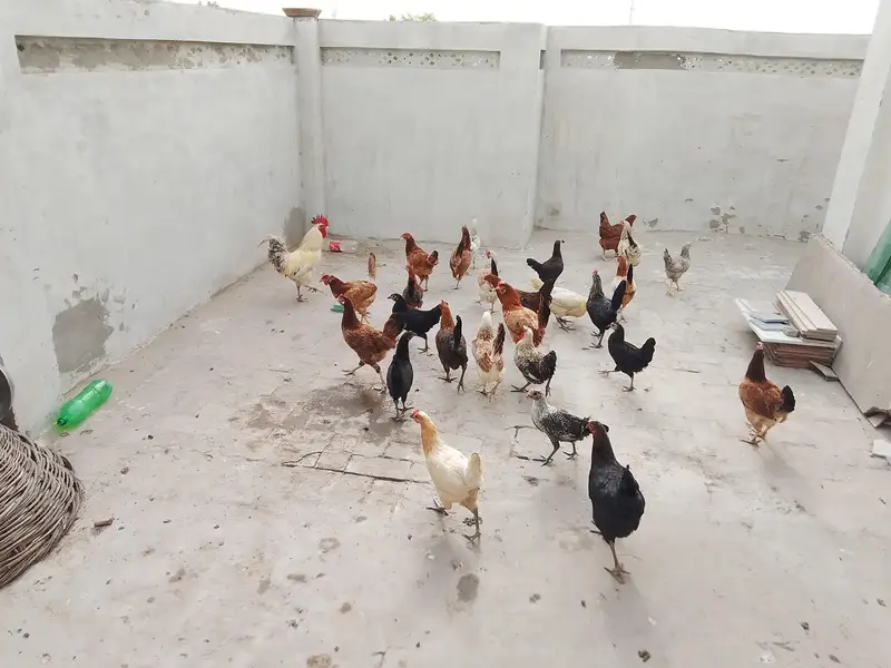 active and healthy hens eggs de Rahi hn — photo 2