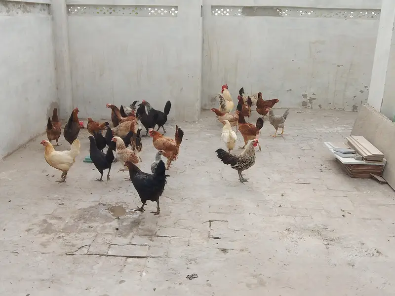 active and healthy hens eggs de Rahi hn — photo 3