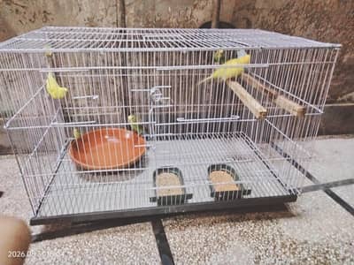 male budgies for sale