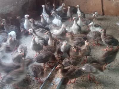 Guinea fowl teetri chicks Available