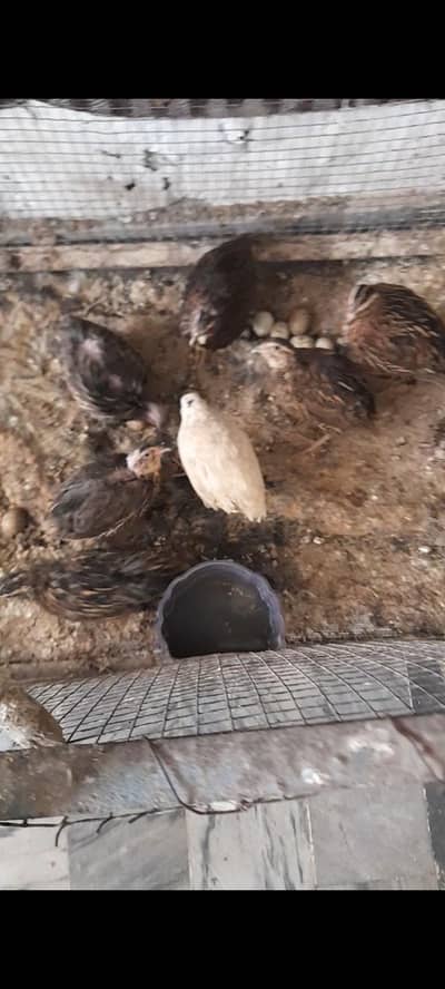 quails and lovebirds for sale