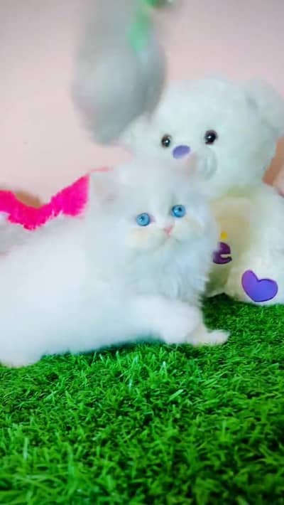 cat beautiful cat Blue eyes 3 coated wheaten terrier