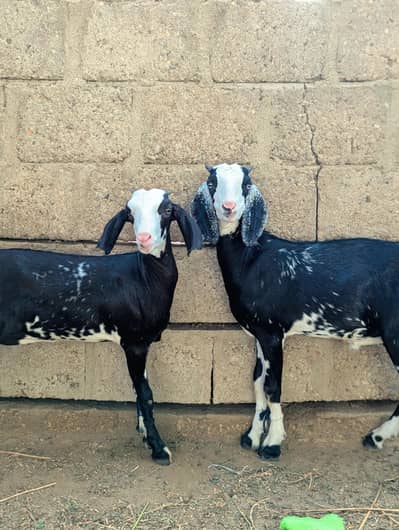 Gulabi chumba pair