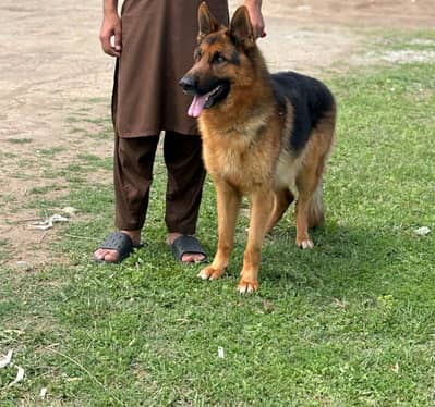 German Dog sale