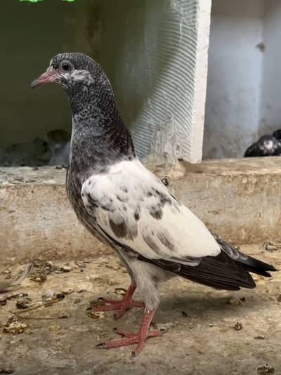 Pigeon chicks and breeder available