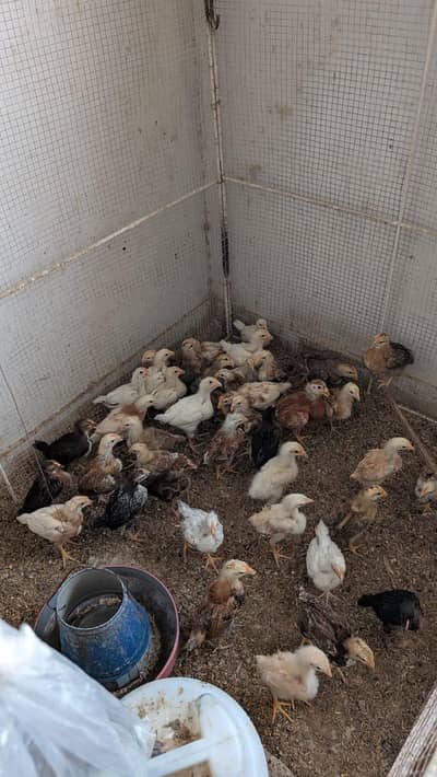 healthy and actice chicks all age available desi and mosri both
