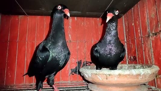 Black Danish breader pair For Sale