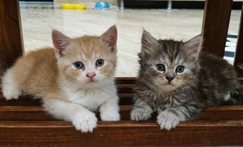 Beautiful Persian kittens available for a loving home.