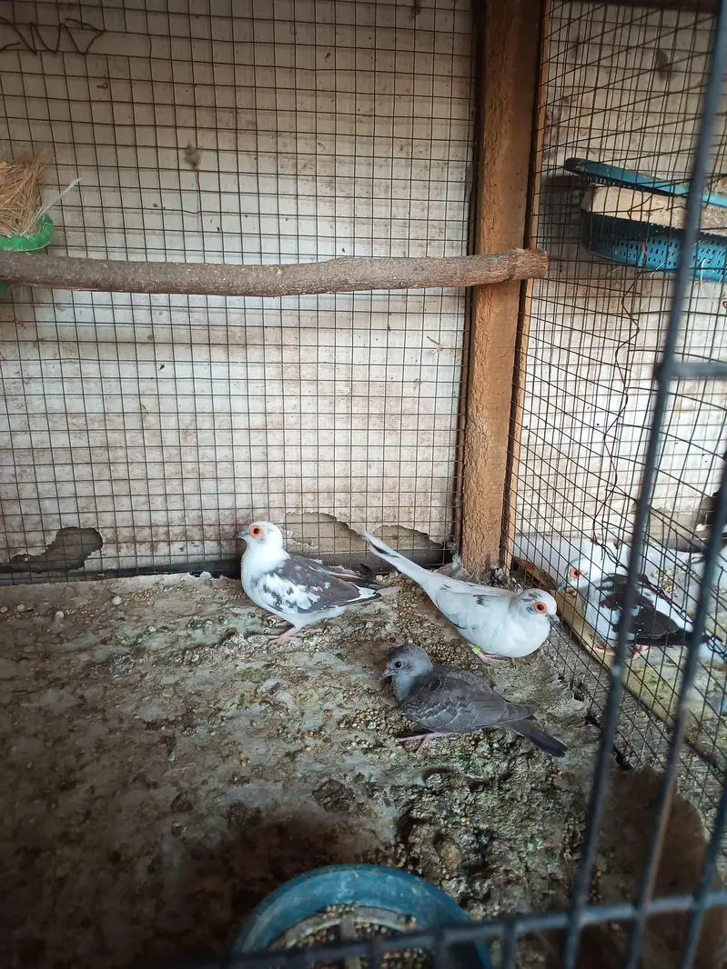 Common Pieds Diamond Dove — photo 3