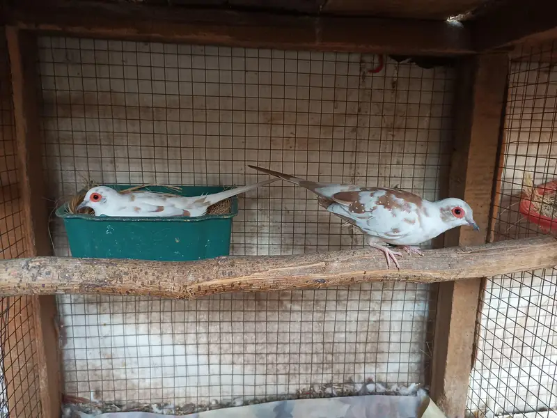 Common Pieds Diamond Dove — photo 4