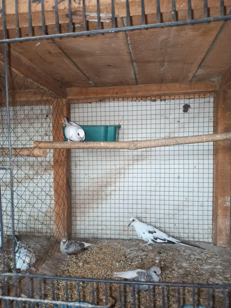 Common Pieds Diamond Dove — photo 5
