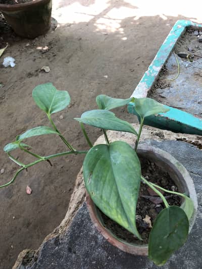 Money Plant