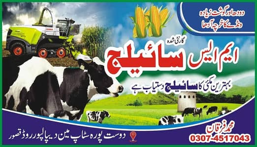 Sailage /khaki Silage /Animal feed /cow feed ,03074517043