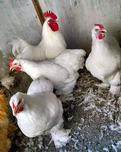 white heavy buff Cochin chickens 1+3set breeder