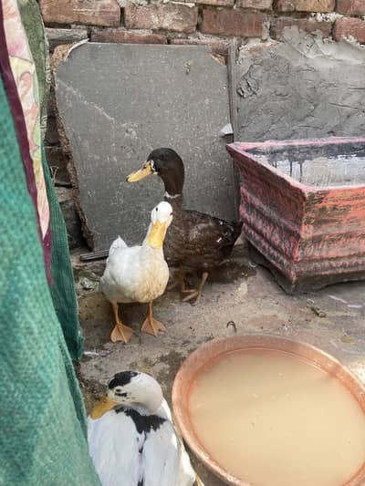 Ducks for sale
