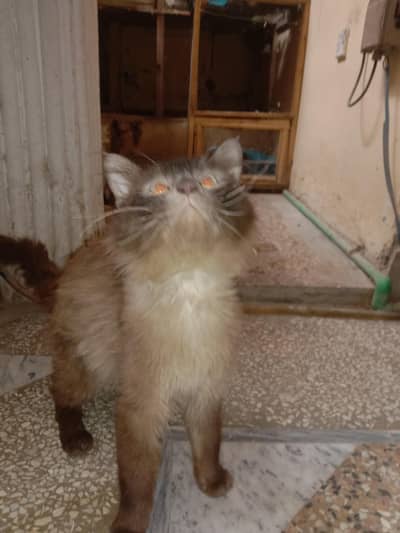 Persian cat